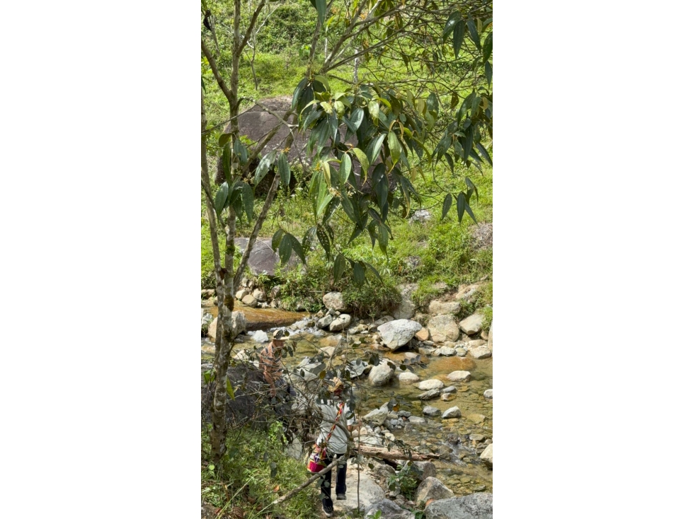 FINCA EN VENTA ENTRE GRANADA Y SAN CARLOS | 7 HECTÁREAS, AGUA PROPIA - 4