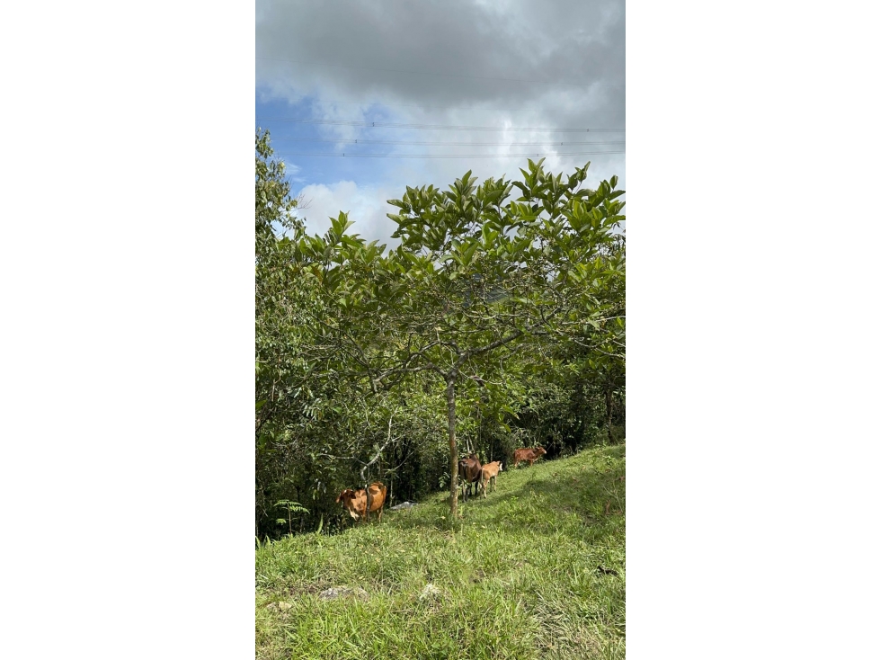 FINCA EN VENTA ENTRE GRANADA Y SAN CARLOS | 7 HECTÁREAS, AGUA PROPIA - 5