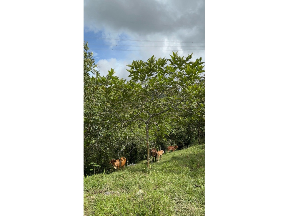 FINCA EN VENTA ENTRE GRANADA Y SAN CARLOS | 7 HECTÁREAS, AGUA PROPIA - 6