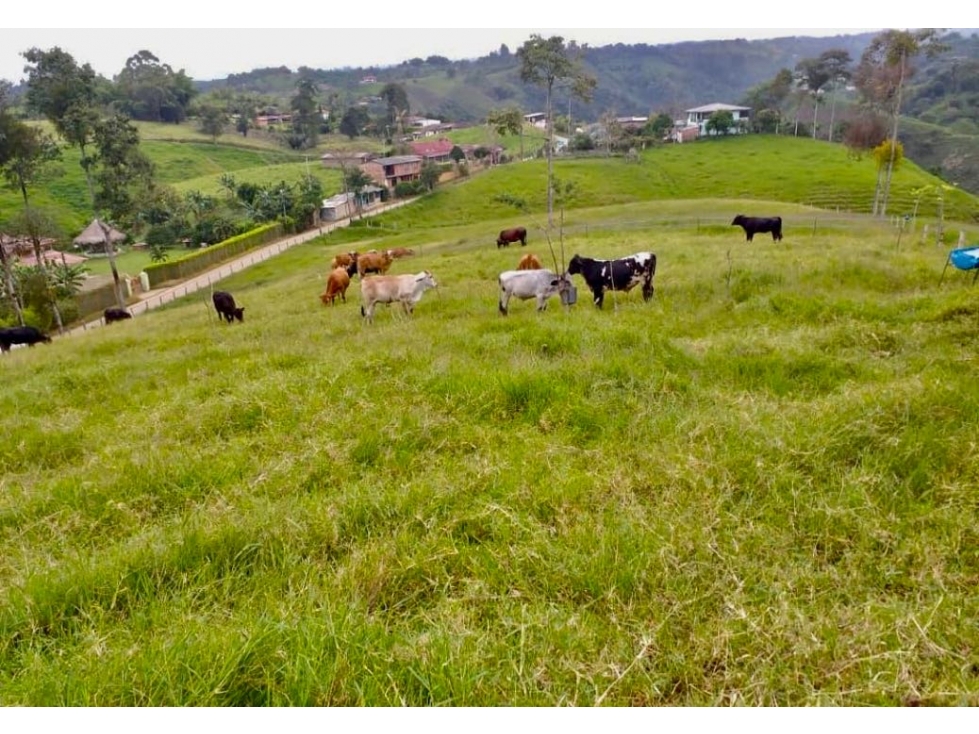 Finca Ganadera en Venta en Corregimiento Arabia, Pereira — foto 2