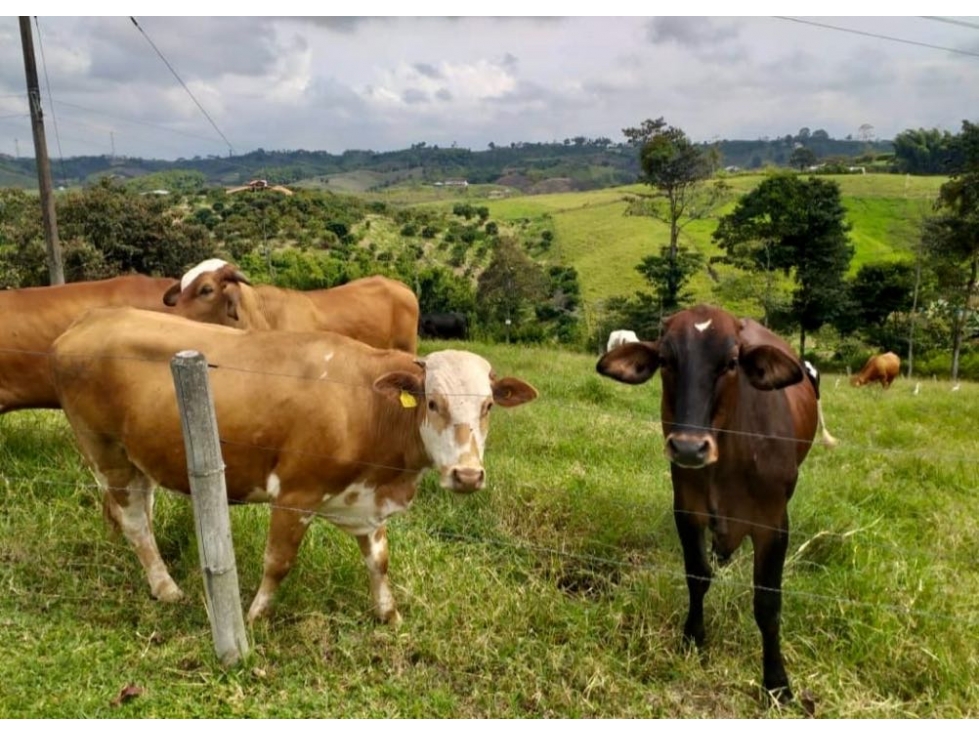 Finca Ganadera en Venta en Corregimiento Arabia, Pereira — foto 3