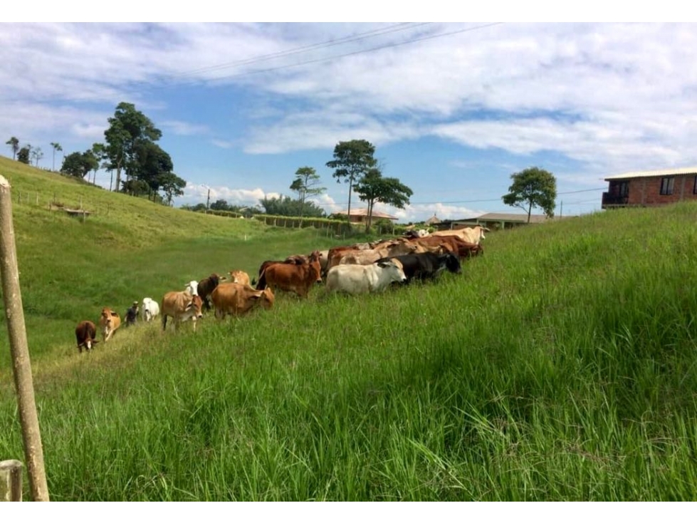 Finca Ganadera en Venta en Corregimiento Arabia, Pereira — foto 5