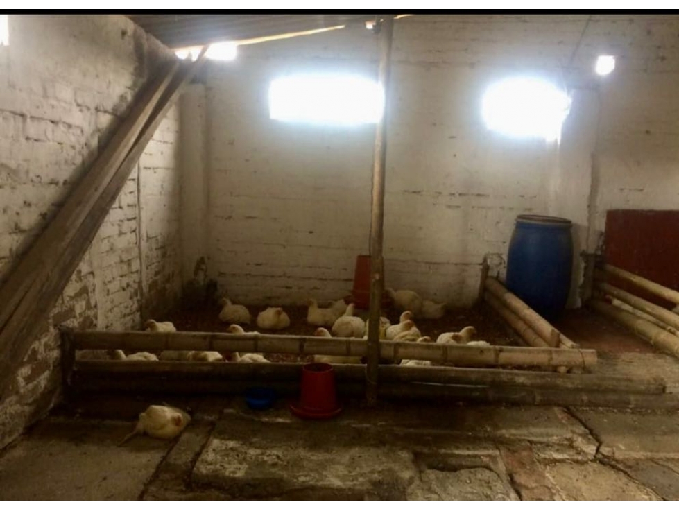 Finca Ganadera en Venta en Corregimiento Arabia, Pereira — foto 6