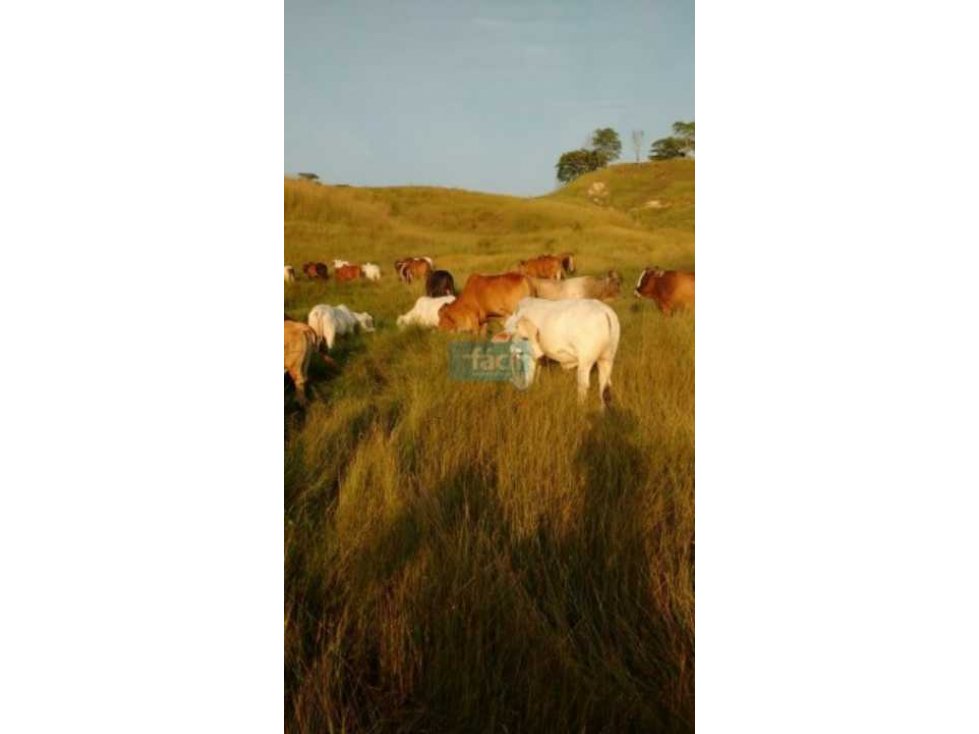 Finca 100% hecha muy cerca a Puerto Berrio junto a Ruta del Sol - 1