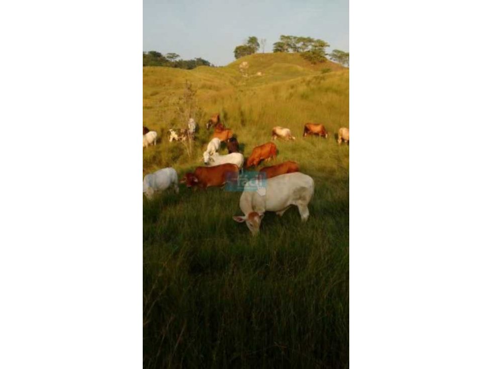 Finca 100% hecha muy cerca a Puerto Berrio junto a Ruta del Sol - 5