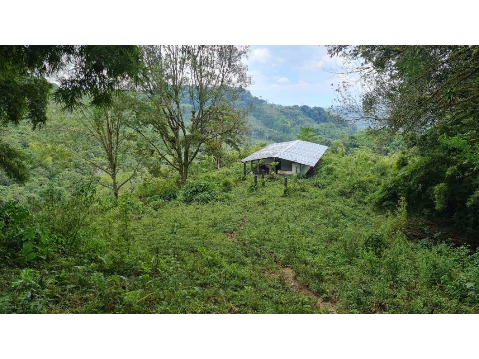 Finca ganadera en Buga, La Magdalena, Vereda El Janeiro - 2