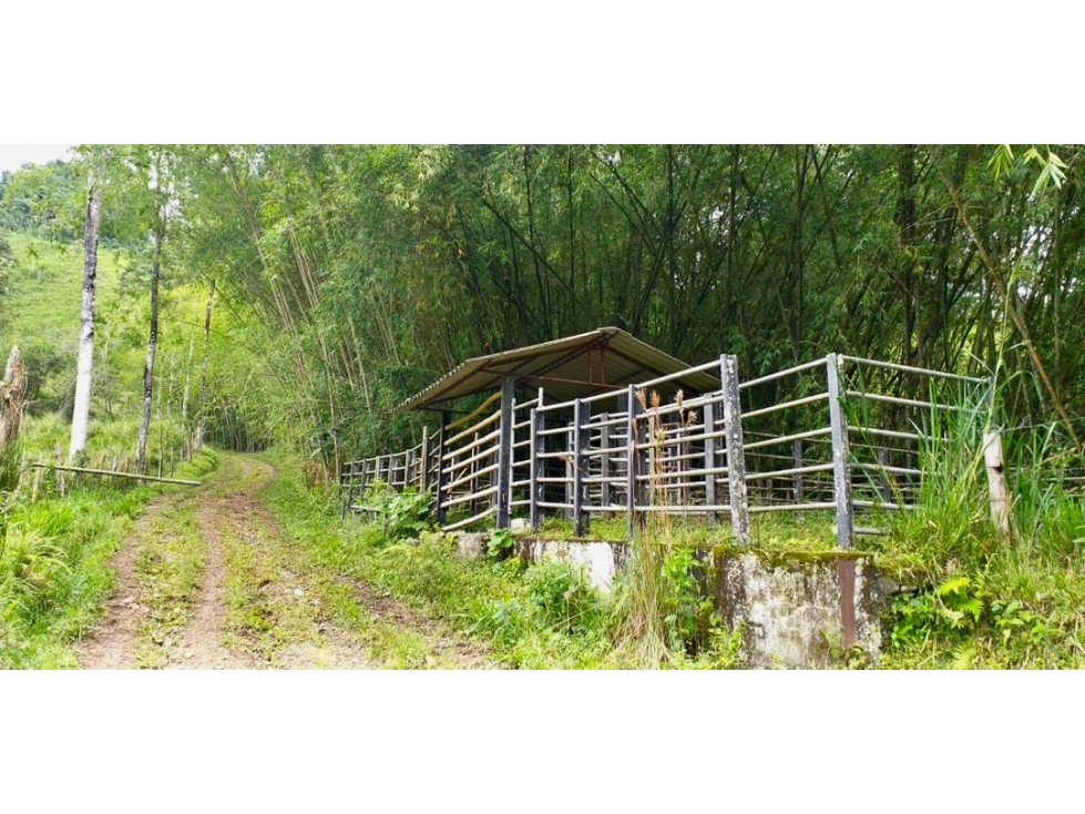 Finca Ganadera en Venta en Marsella, Risaralda - 47 Cuadras — foto 5