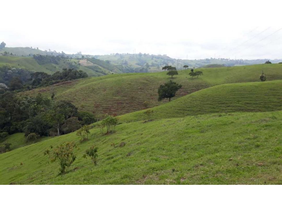 Finca ganadera para la venta en Circasia — foto 2