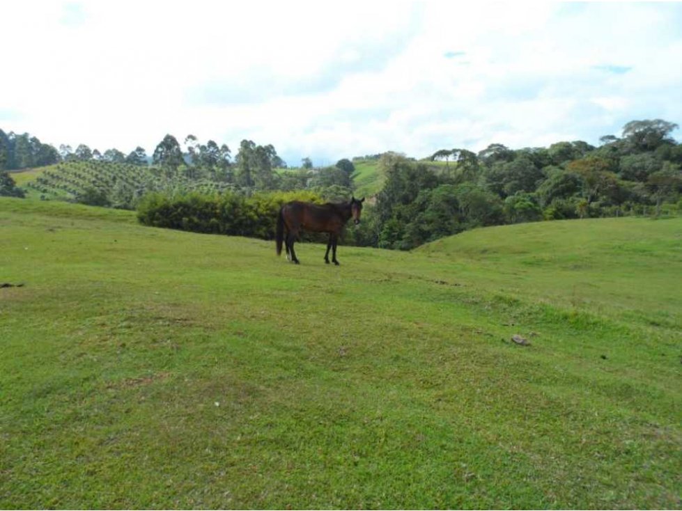 Finca ganadera para la venta en Circasia — foto 4