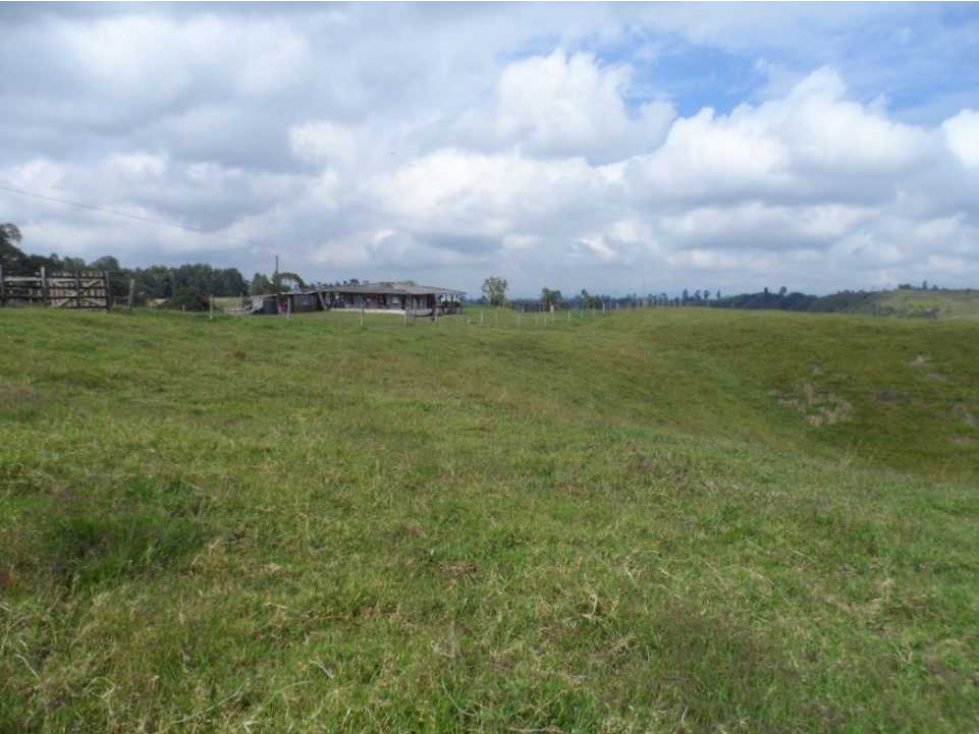 Finca ganadera para la venta en Circasia — foto 5