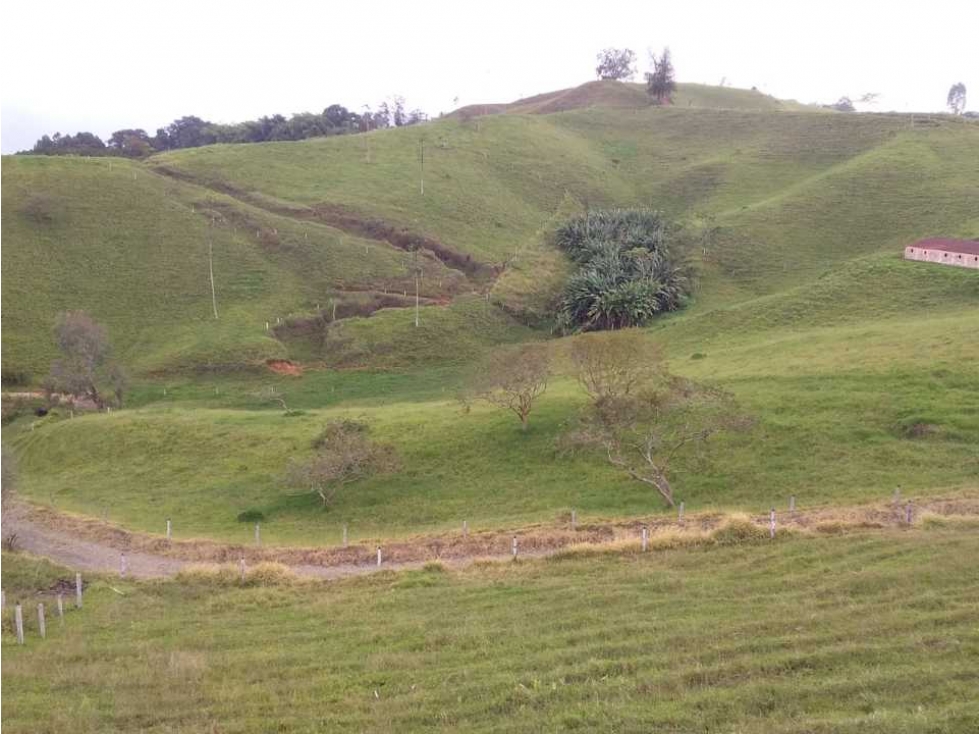 Finca ganadera para la venta en Sevilla Valle con buenas instalaciones - 3