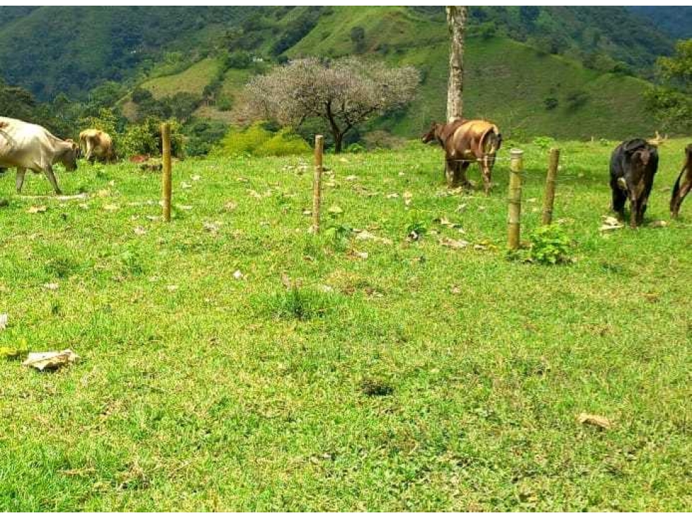 Finca Ganadera Para la Venta via a Genova - 3