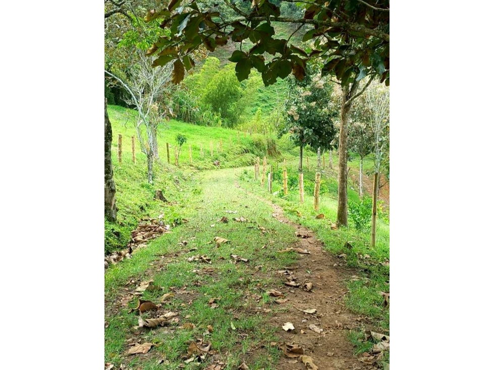 Finca Ganadera Para la Venta via a Genova - 6