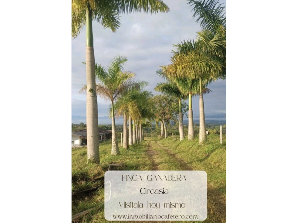 FINCA GANADERA SEMIPLANA CIRCASIA