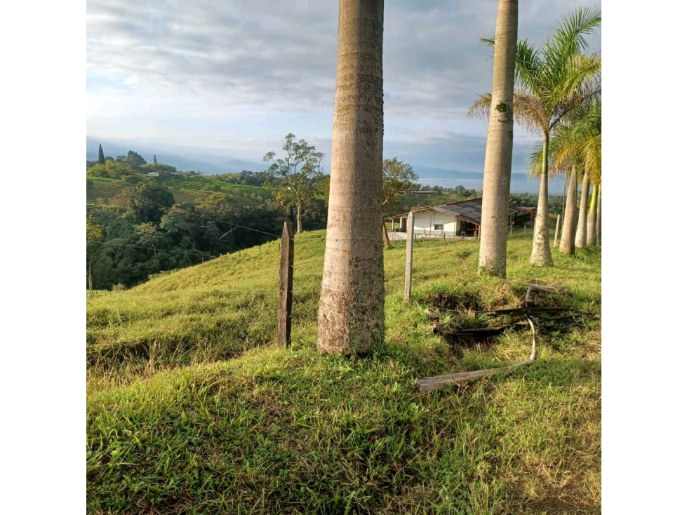 FINCA GANADERA SEMIPLANA CIRCASIA — foto 6