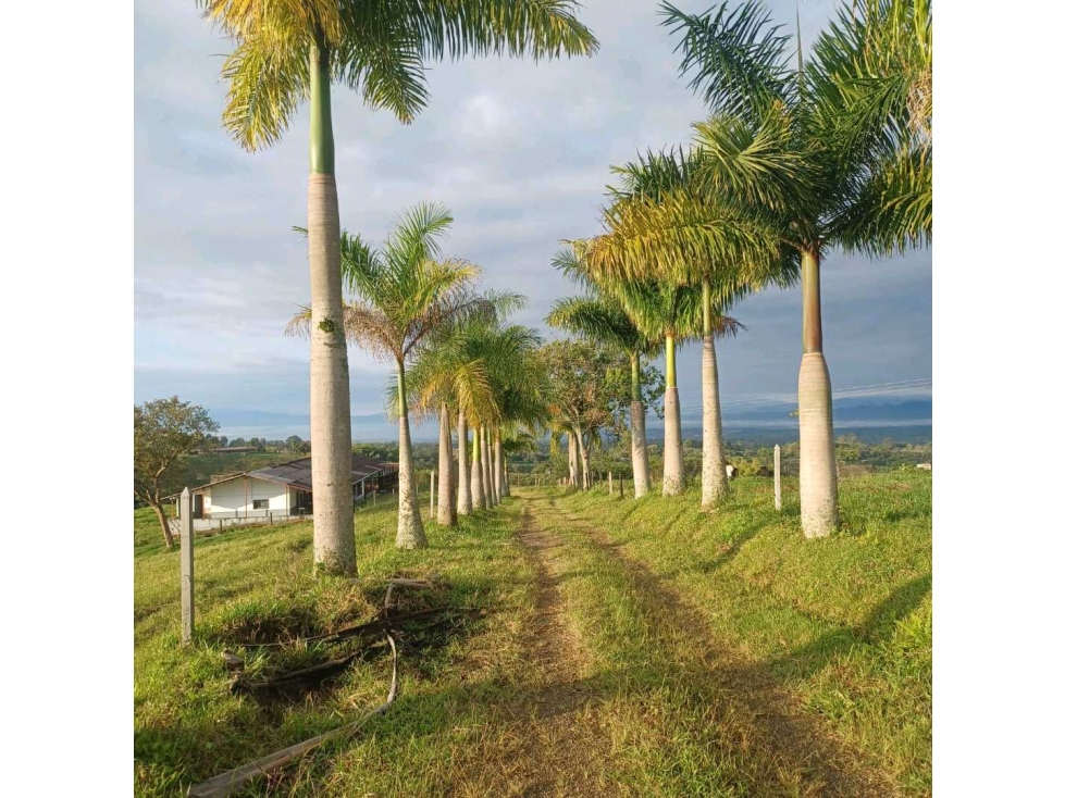 FINCA GANADERA SEMIPLANA CIRCASIA — foto 2