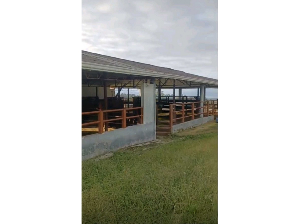 FINCA GANADERA SEMIPLANA CIRCASIA — foto 4
