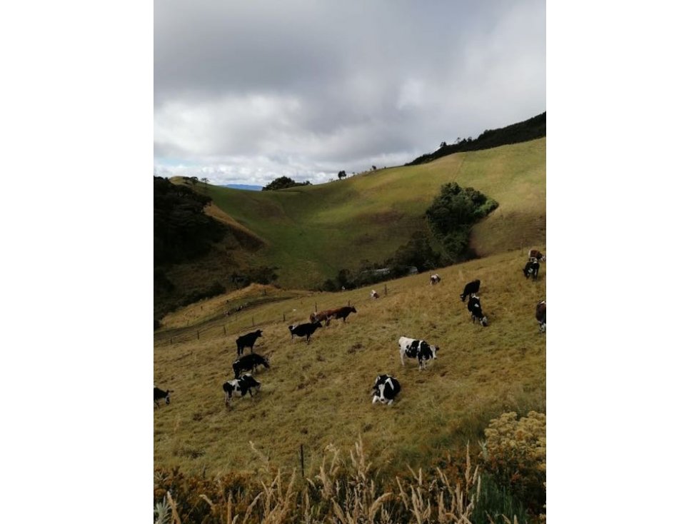 Finca Ganadera La Pradera - Subachoque - 1