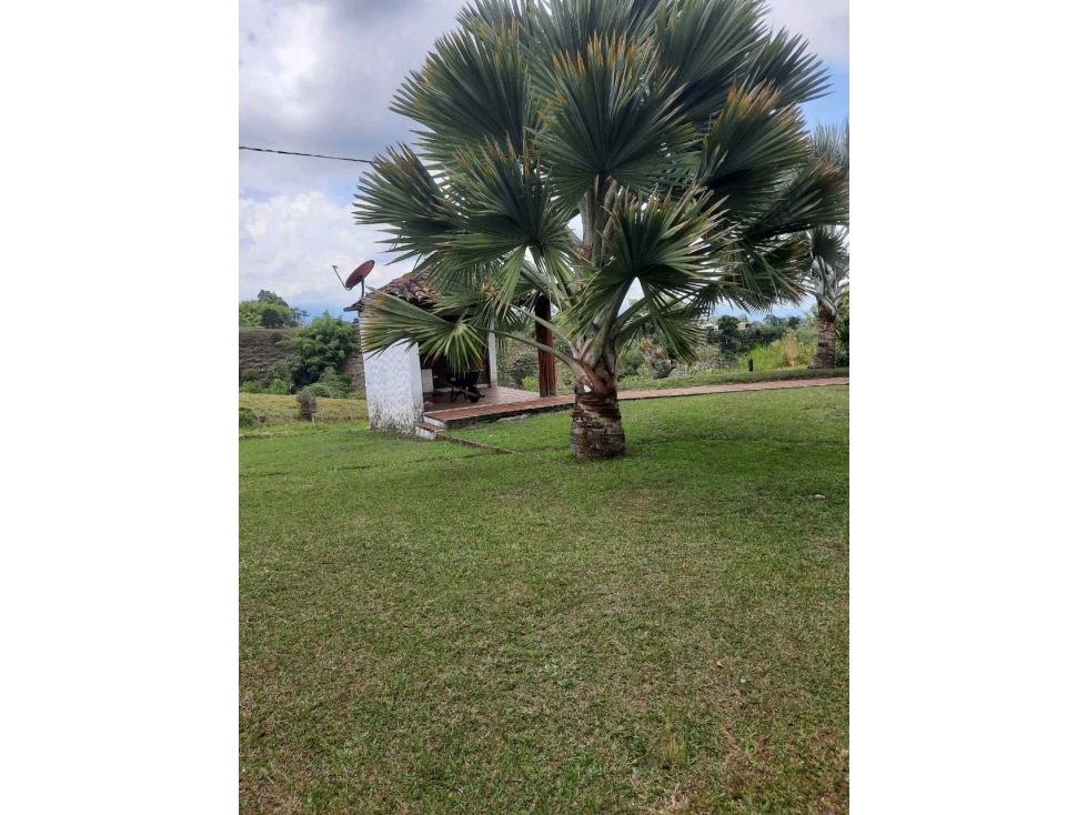 FINCA GANADERA VÍA CIRCASIA A MONTENEGRO. — foto 5