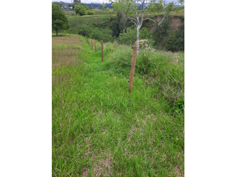 FINCA GANADERA VÍA CIRCASIA A MONTENEGRO. — foto 6