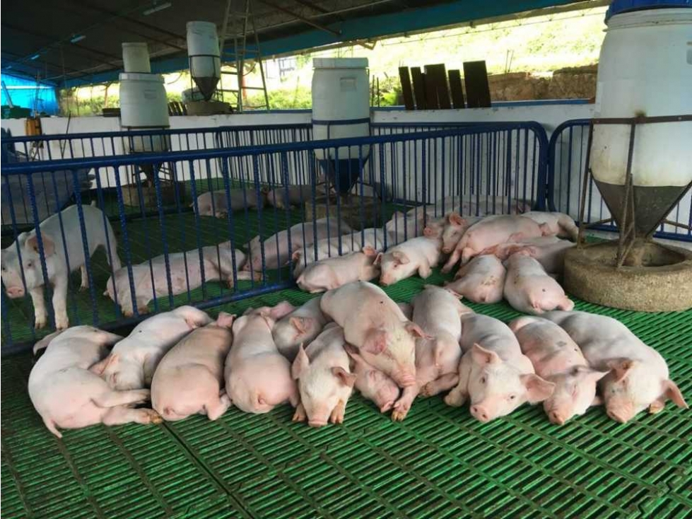 Finca Porcícola de cría en BUGA-La Magdalena-PRECIO CON TODO I - 1