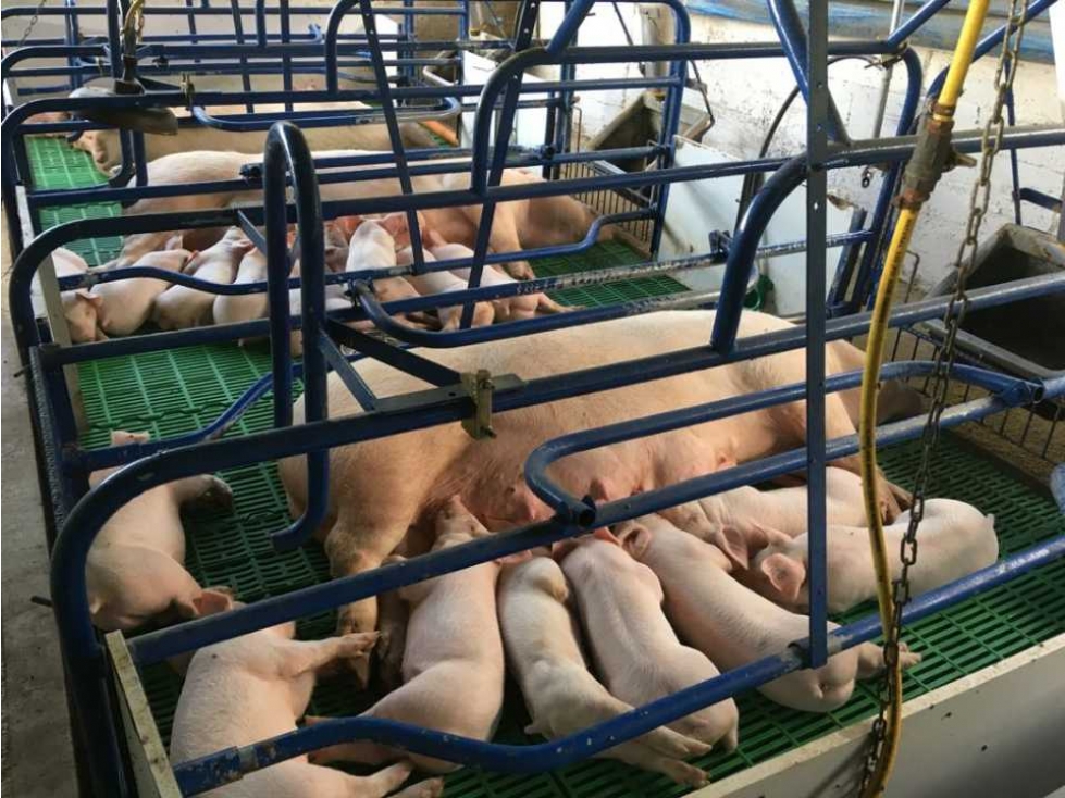 Finca Porcícola de cría en BUGA-La Magdalena-PRECIO CON TODO I - 4