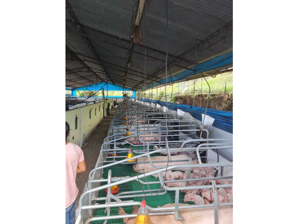 Finca Porcícola de cría en BUGA-La Magdalena-PRECIO CON TODO I - 3