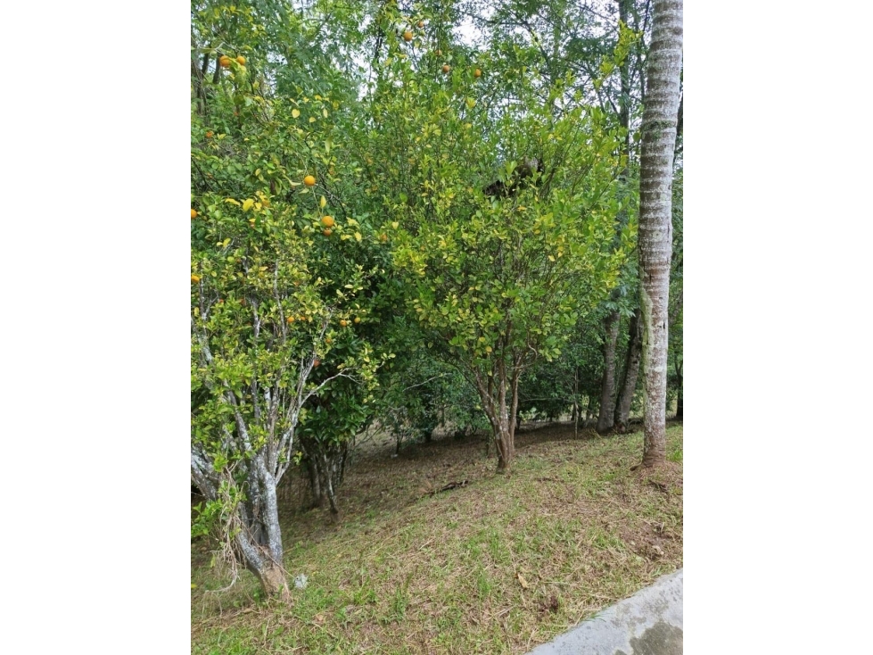 Finca independiente en venta sector mampuesto rionegro - 6