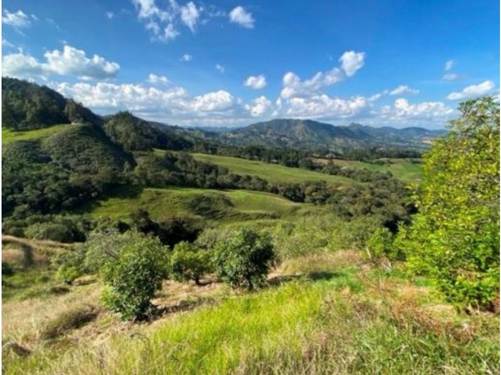 Finca la ceja 30 hectáreas comercial, agricola!!