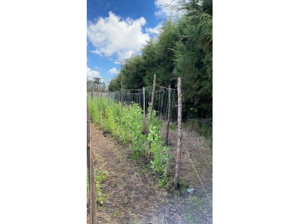Finca / Lote Suburbano - Vereda El Chacal - Tenjo - VENTA DIRECTA — foto 5