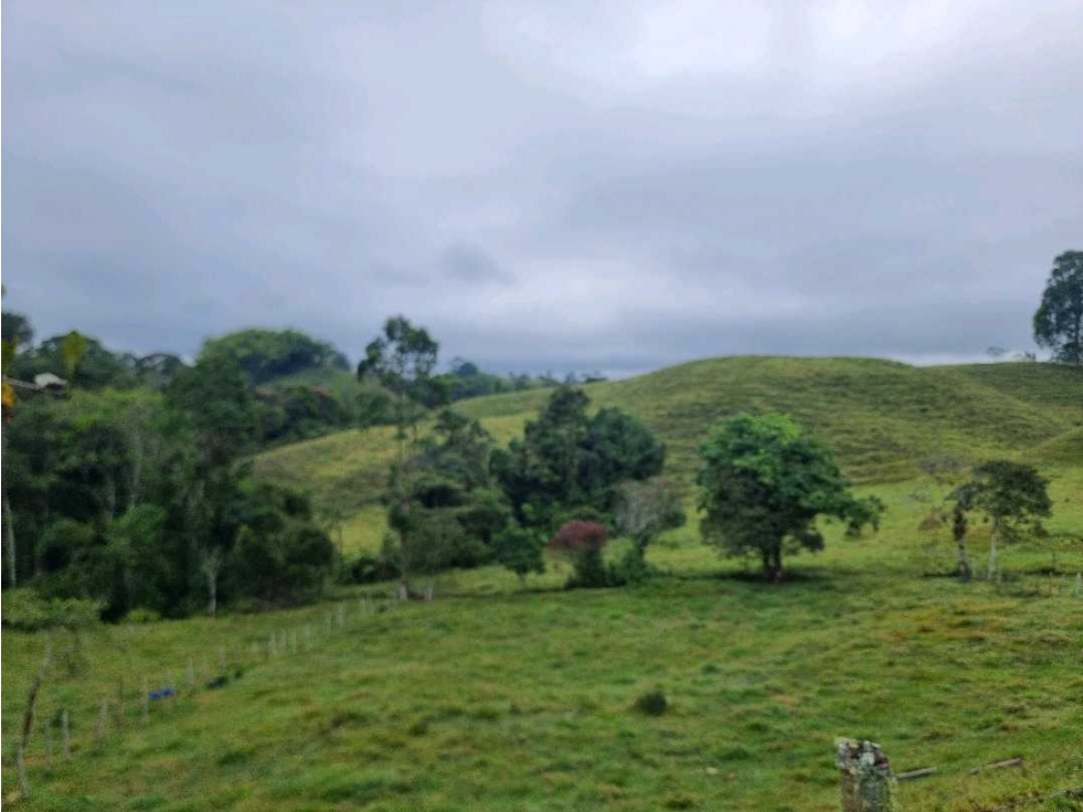 lote campestre para la venta en Filandia de 3 cuadras - 1