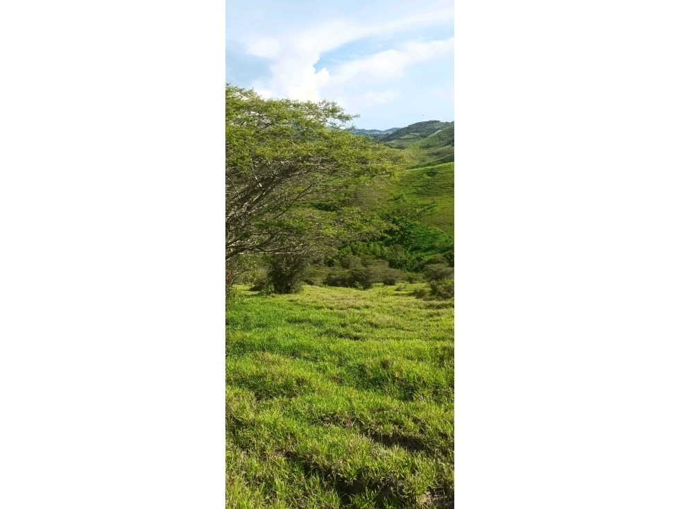 Finca Para la Venta en Roldanillo Valle - 2