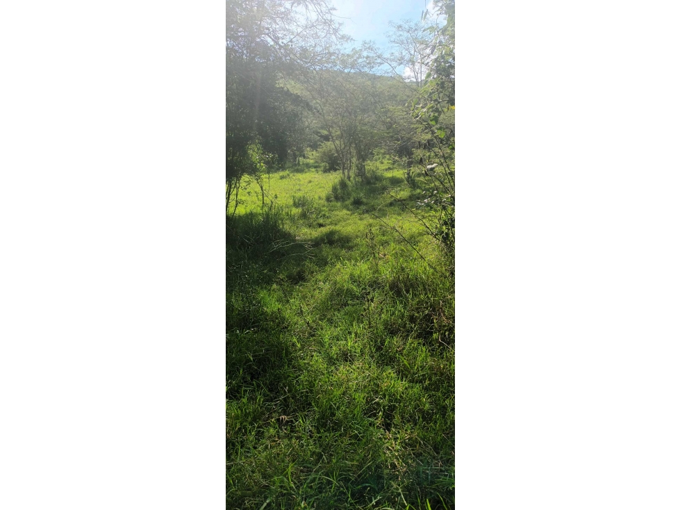 Finca Para la Venta en Roldanillo Valle - 5