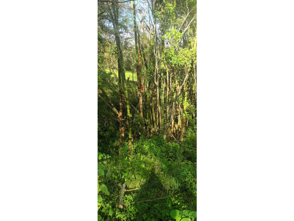 Finca Para la Venta en Roldanillo Valle - 6