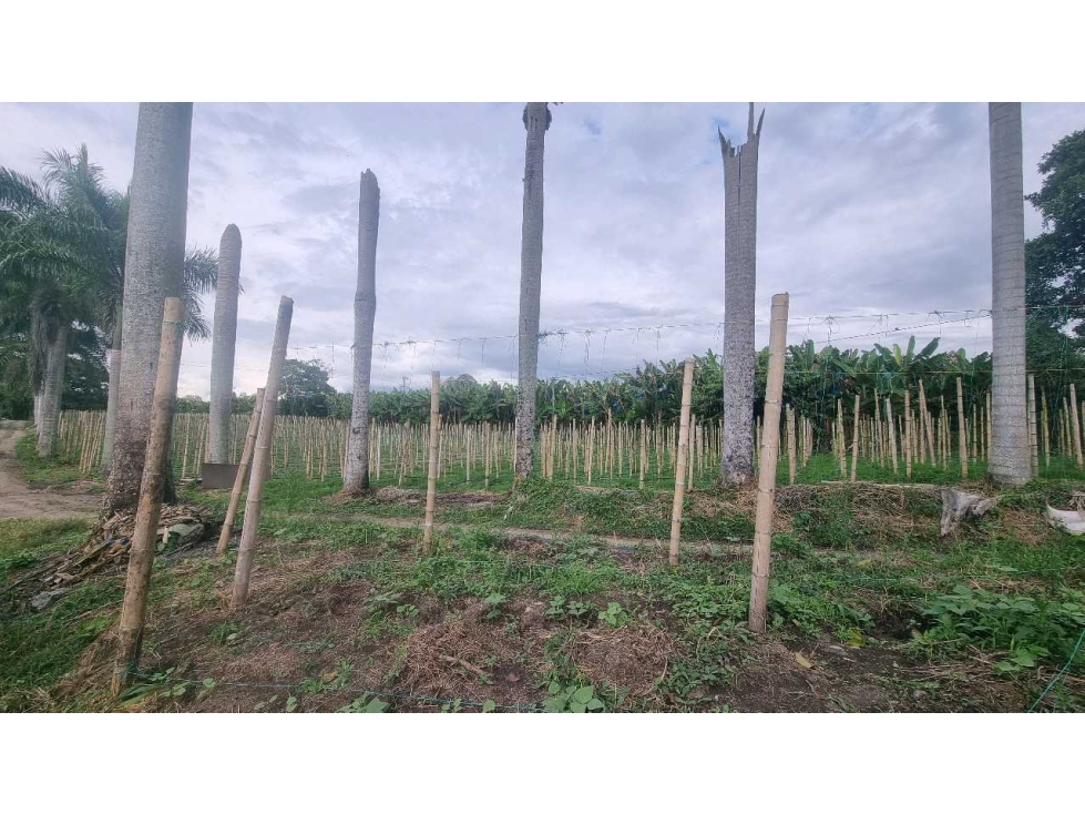 Finca plana en venta vereda pantanillo 20 minutos de Armenia — foto 5