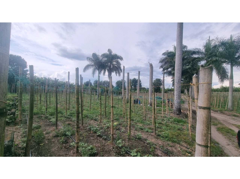 Finca plana en venta vereda pantanillo 20 minutos de Armenia — foto 6