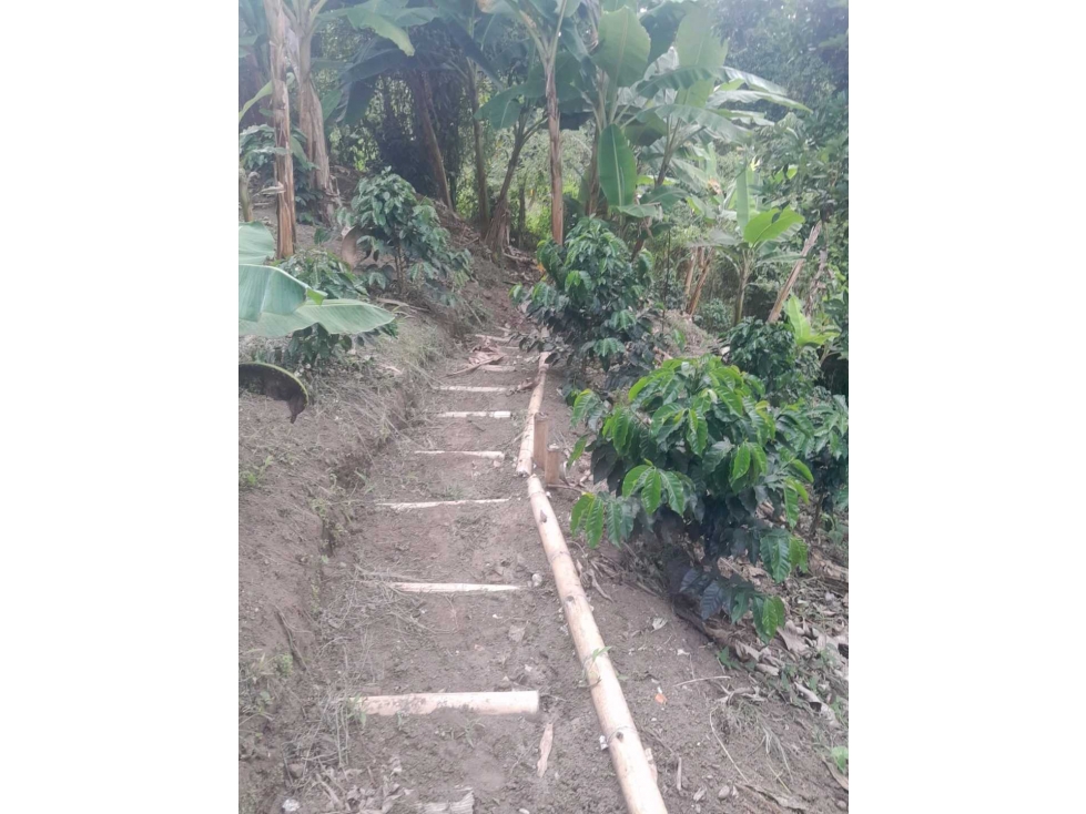 FINCA PREQUEÑA.EN BARCELONA/ CIRCASIA/ QUINDIO - 4