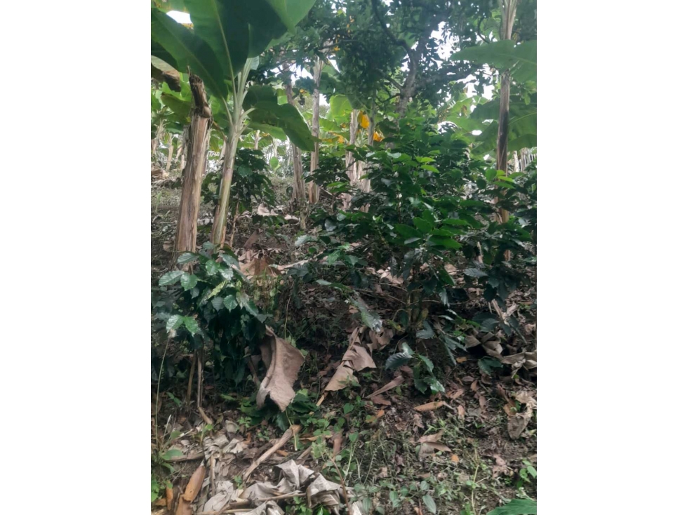 FINCA PREQUEÑA.EN BARCELONA/ CIRCASIA/ QUINDIO - 5