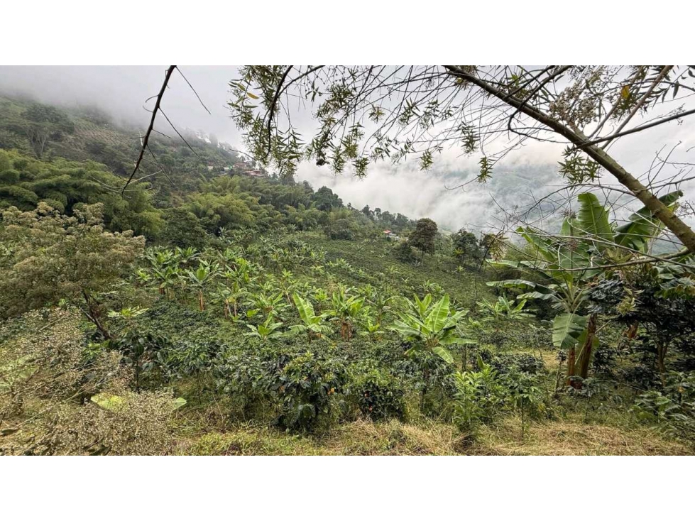Finca Productora en Buenavista Quindio. Colombia - 1
