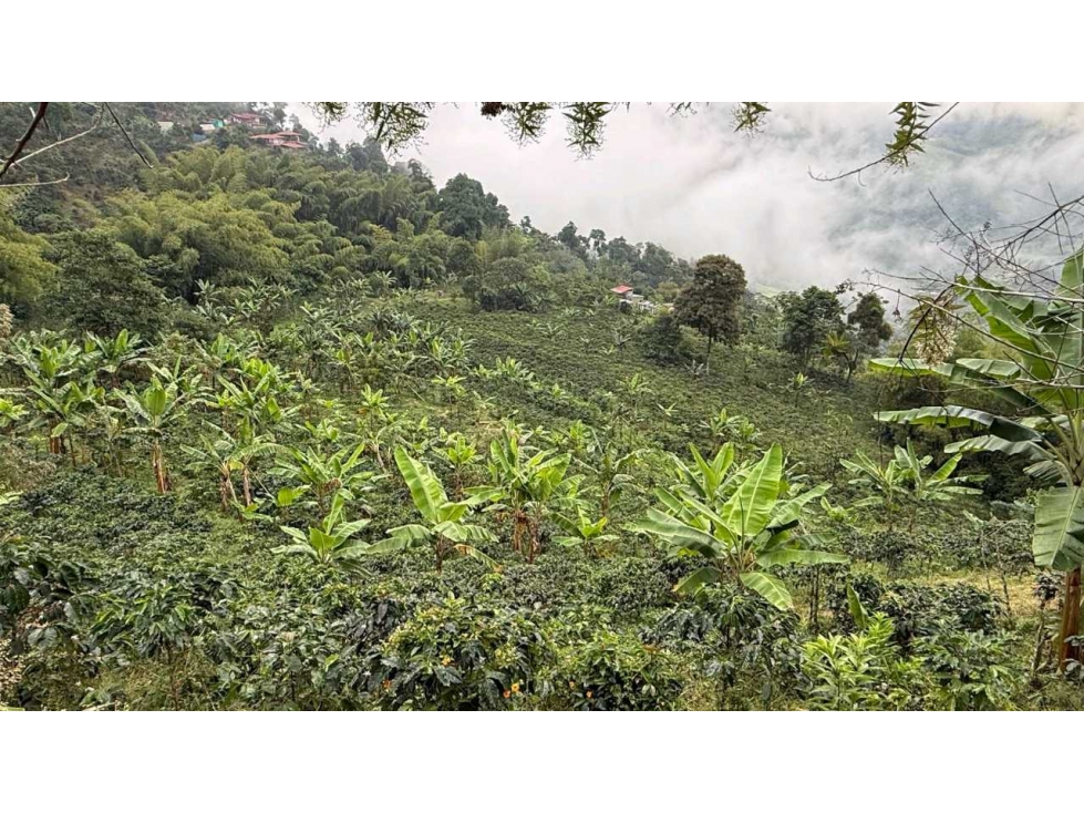 Finca Productora en Buenavista Quindio. Colombia - 5
