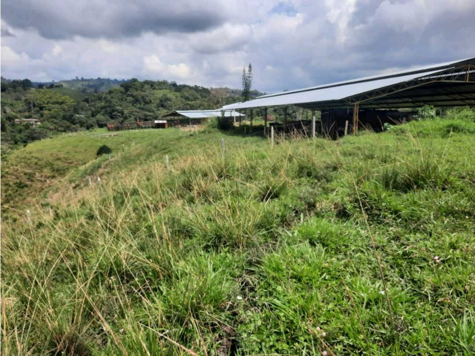 Finca Productora en Buenavista Quindio. Colombia - 6