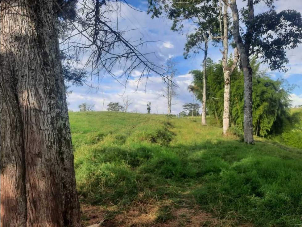 Finca productiva a 12 minutos de circasia — foto 5