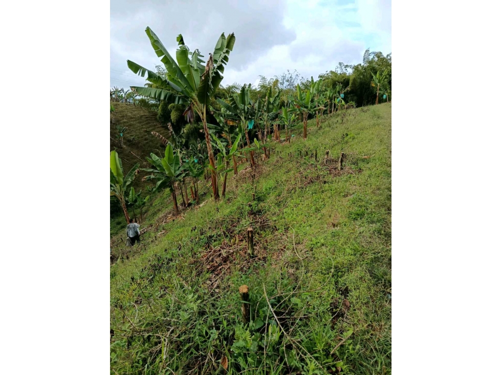 FINCA PRODUCTIVA CON LA OPCION DE RELOTEO ! — foto 3