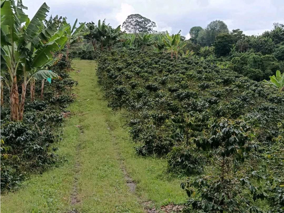 FINCA PRODUCTIVA CON LA OPCION DE RELOTEO ! — foto 4