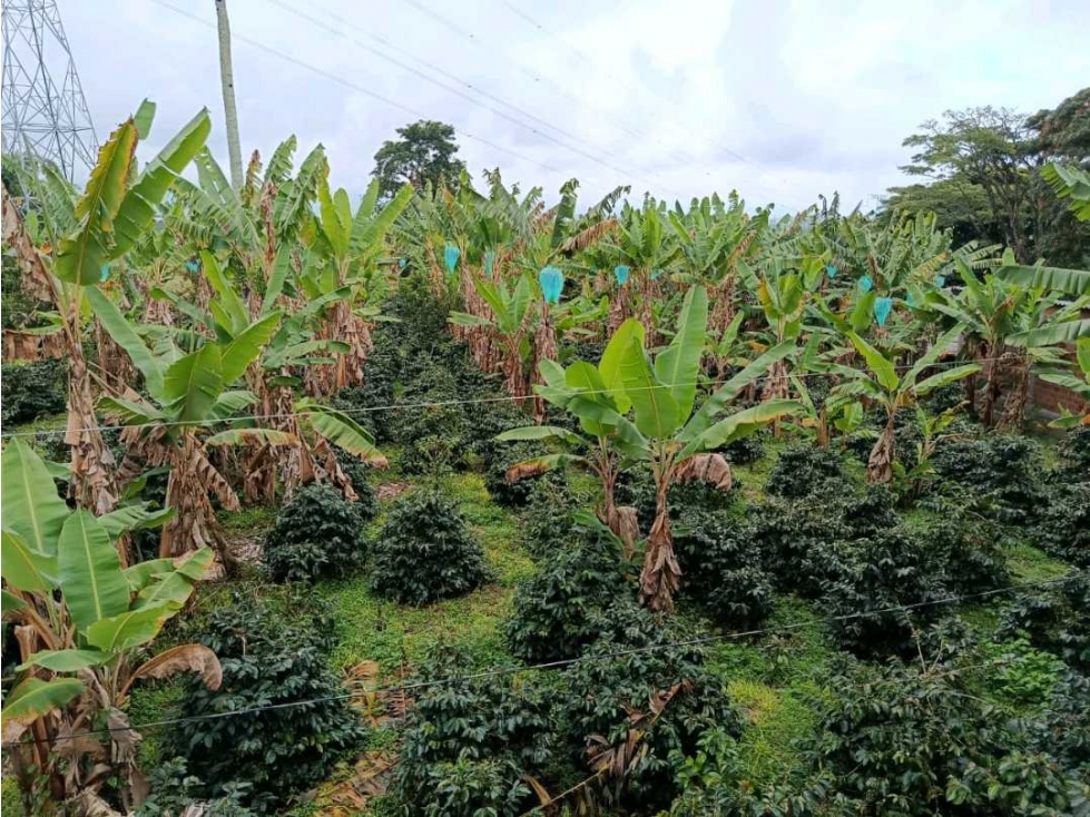 FINCA PRODUCTIVA CON LA OPCION DE RELOTEO ! — foto 5