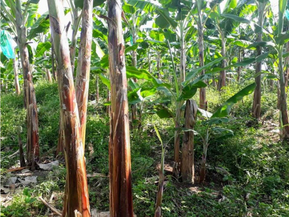 Finca Empezando Producción De Limón A 15 Minuto De Calarcá - 2