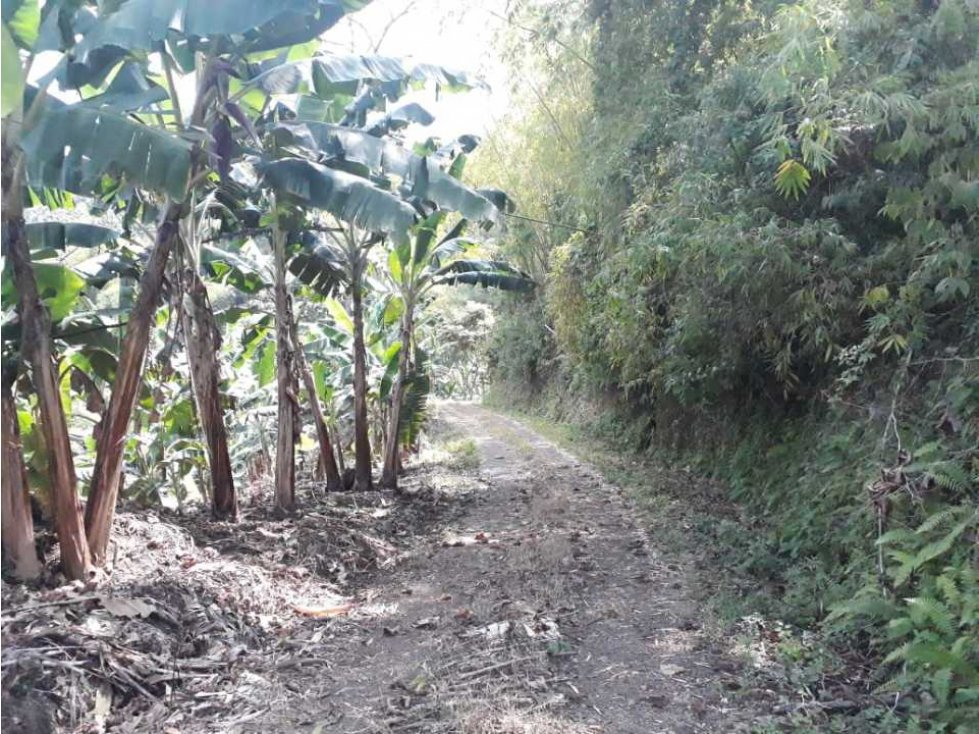 Finca Empezando Producción De Limón A 15 Minuto De Calarcá - 4