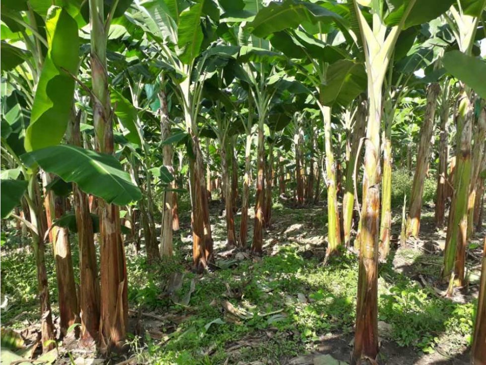 Finca Empezando Producción De Limón A 15 Minuto De Calarcá - 6