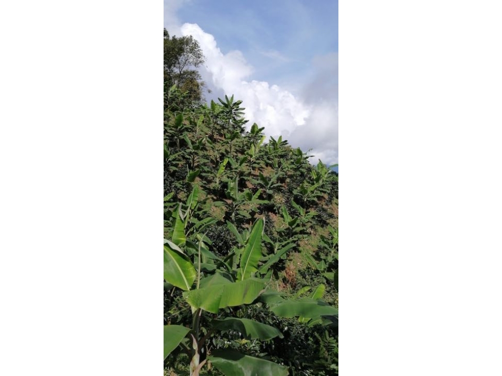 Finca Productiva en Venta en Marsella, Risaralda - 15 Cuadras — foto 3