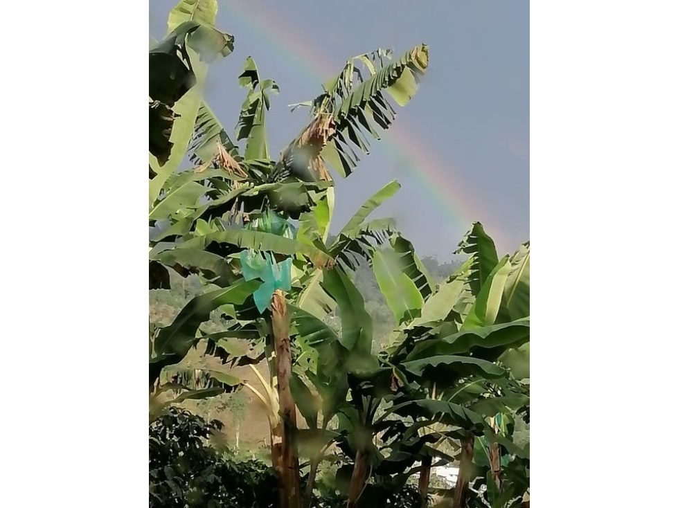 Finca Productiva en Venta en Marsella, Risaralda - 15 Cuadras — foto 4